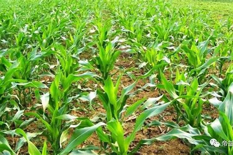 包谷各叶杈出分杈是什么原因