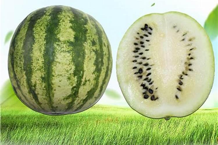 籽瓜种植时用肥须知要点是什么