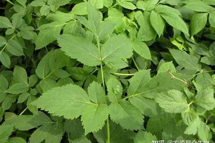 仙客来怕冷吗 冬天怕不怕冻