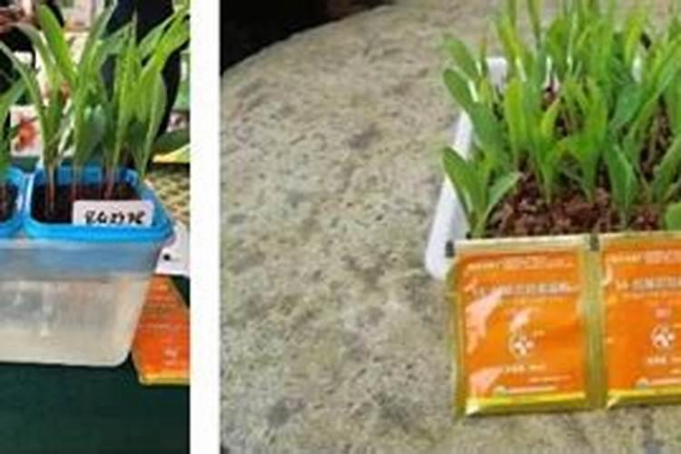 玉米喷施芸苔素能不能增产？如果能增产,在哪个阶段喷施最好？百度知 ...