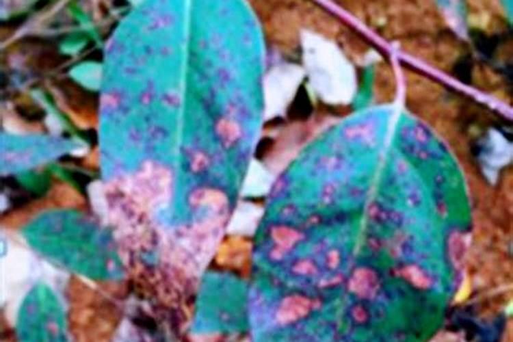 桉树黄叶用什么肥料