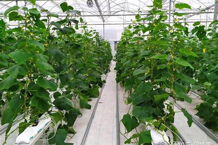 打黄瓜用什么叶面肥好