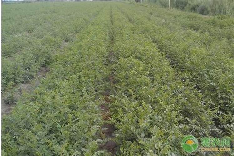 大量磷肥烧根吗