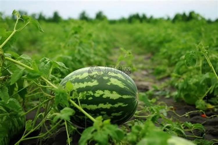 纳米肥料在我国的现状