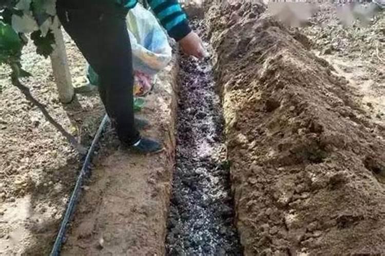 果园下有机肥撒施好？还是开沟好？