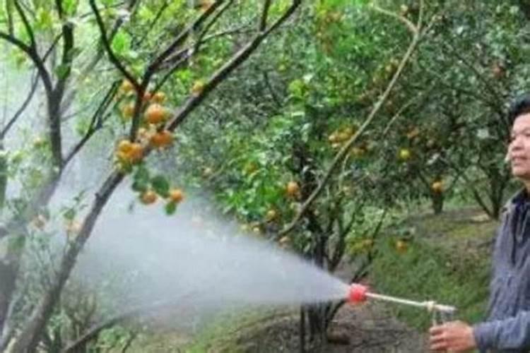 果园下有机肥撒施好？还是开沟好？