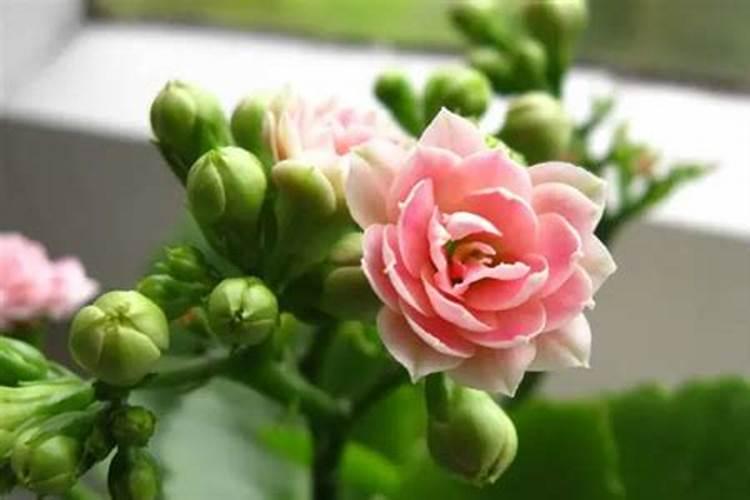 兰花开始抽花箭怎么养护 需要满足哪些条件