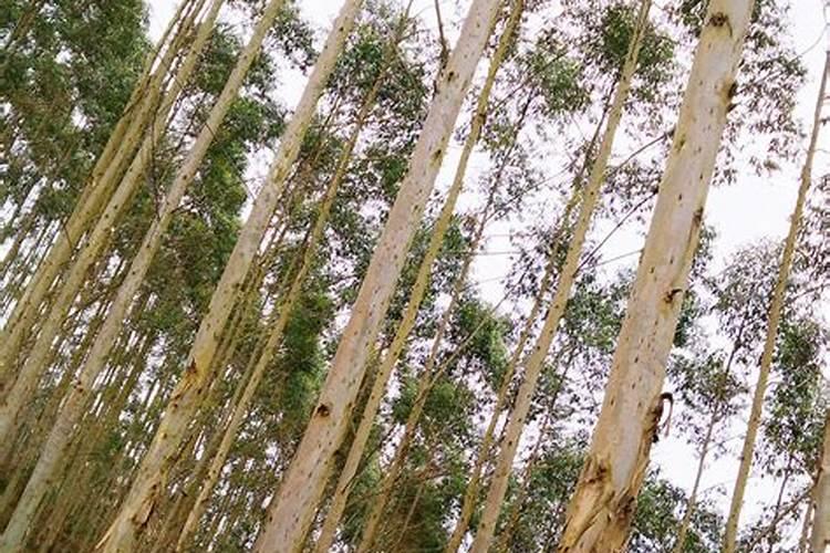 桉树底肥放什么肥 底肥施多少合适