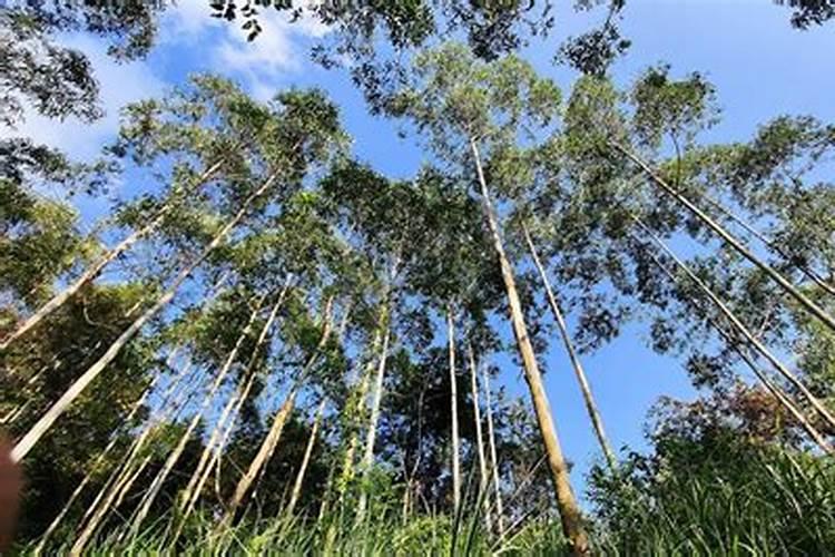 桉树放什么肥长得快粗壮