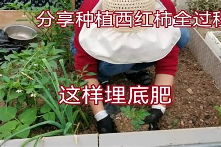 种菜施底肥的正确方法