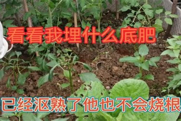 种菜施底肥的正确方法
