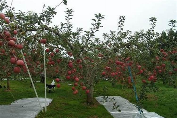 苹果树补钙几月份最好