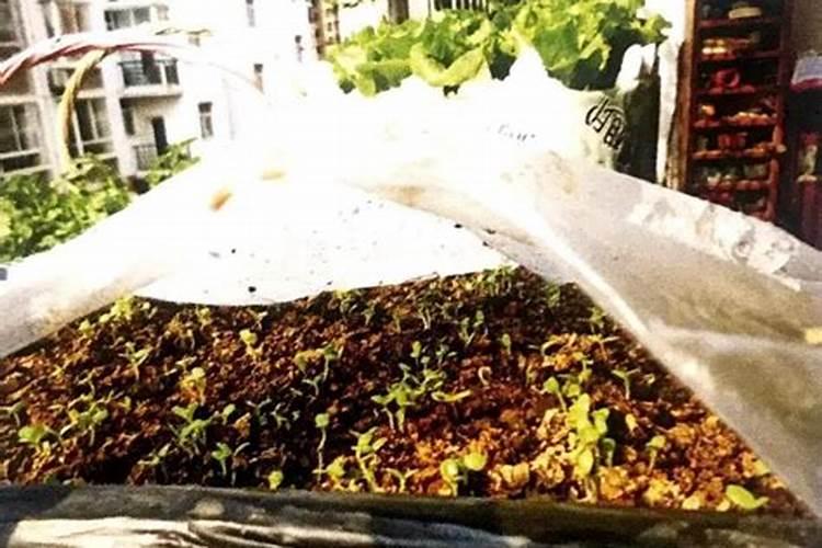 种蔬菜怎样施底肥