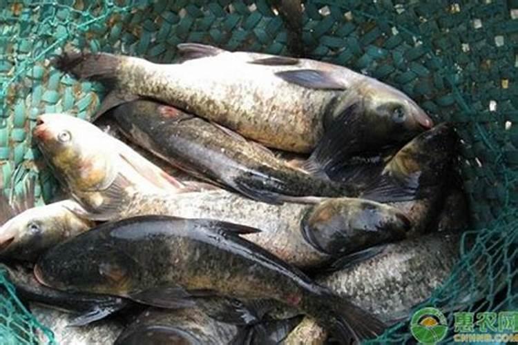 氮肥过多怎么解决