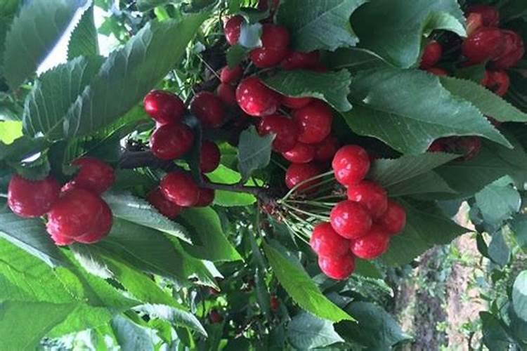 樱桃树不同的生长阶段,对水肥的要求都有哪些？