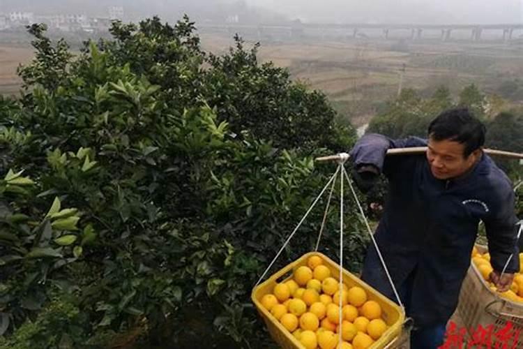 磷酸二氢钾做叶面肥过量怎么解救→？