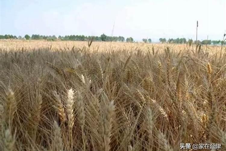 钾肥一亩地上多少