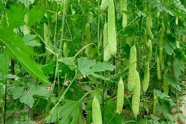 请问苦瓜种植怎样施肥？