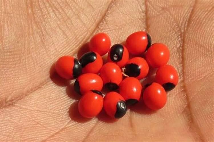 种完向日葵的地可以种红豆吗