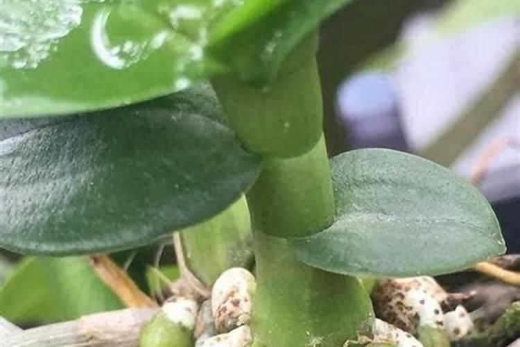 石斛兰怎么施肥长的新芽拇指粗