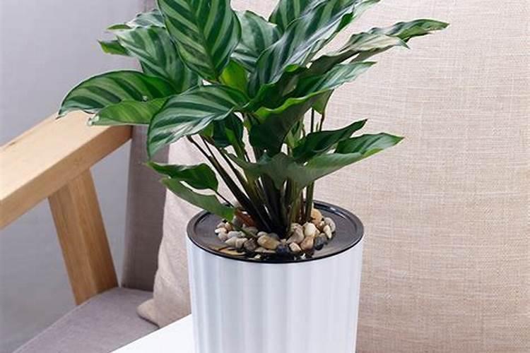 观叶植物如何施肥？