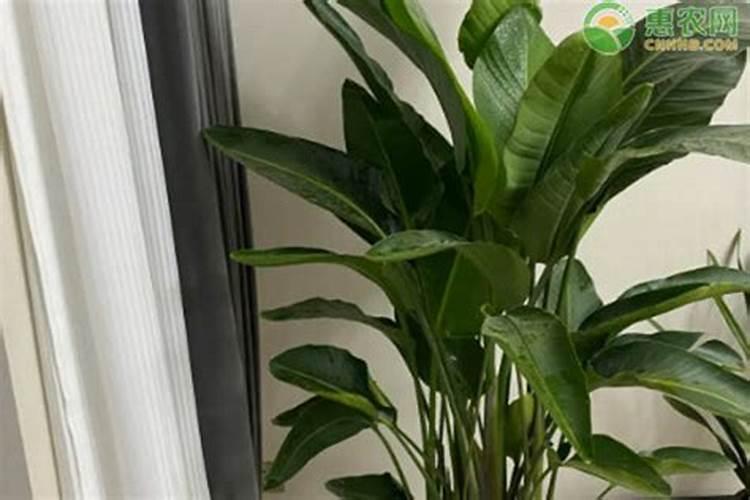 红掌上什么肥料效果好？