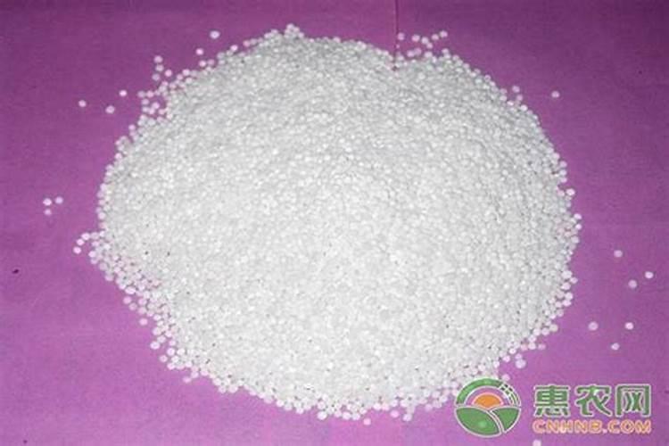 杨梅树施硼肥起什么作用 硼肥的使用方法