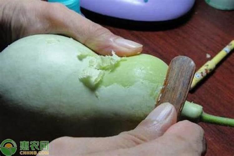 越冬西葫芦早衰喷施什么叶面肥