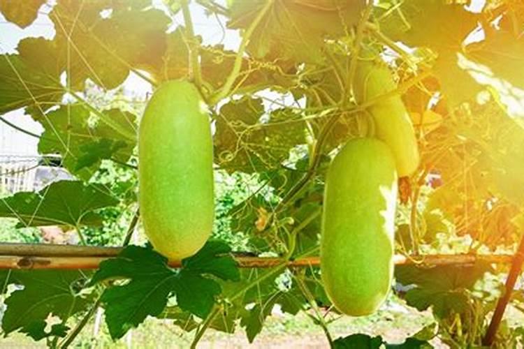 文玩葫芦施什么肥好