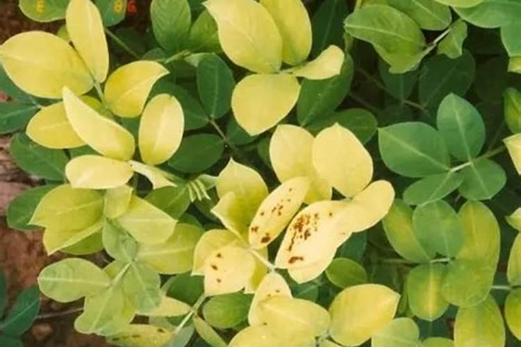 种葡萄用什么肥料？