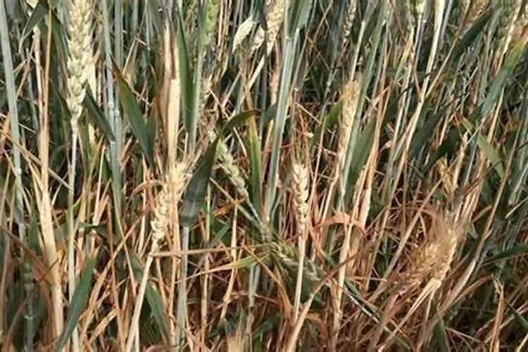 有机水溶肥的作用