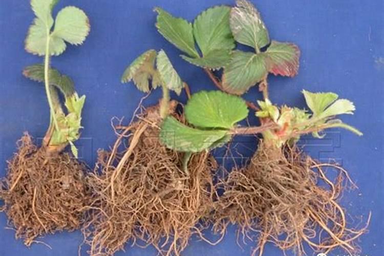 谁用过碳当家水溶肥？我种植的果树,效果怎么样？