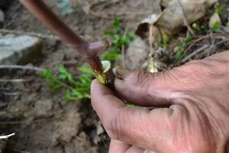 苹果树秋施基肥要施尿素吗