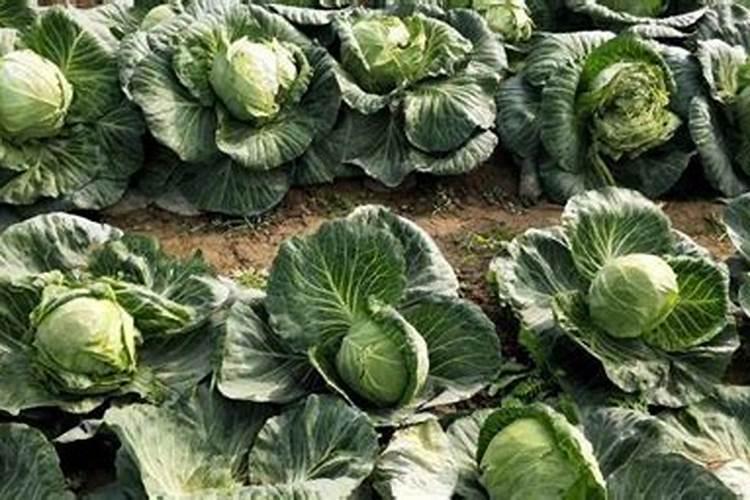 叶面肥什么时候打合适