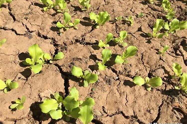 种植瓜菜应该如何施肥？注意这几点!