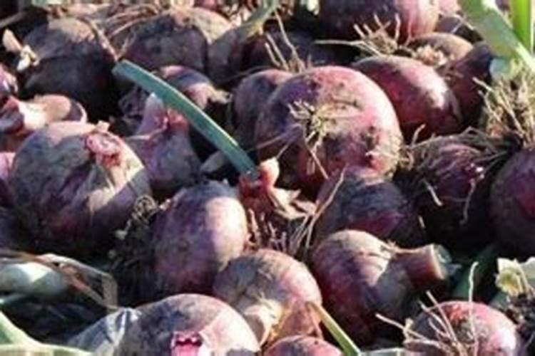 草莓适合用什么肥料？