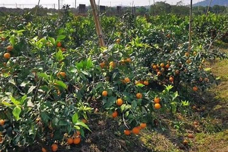 草莓施肥用什么肥料 草莓施肥使用的肥料介绍