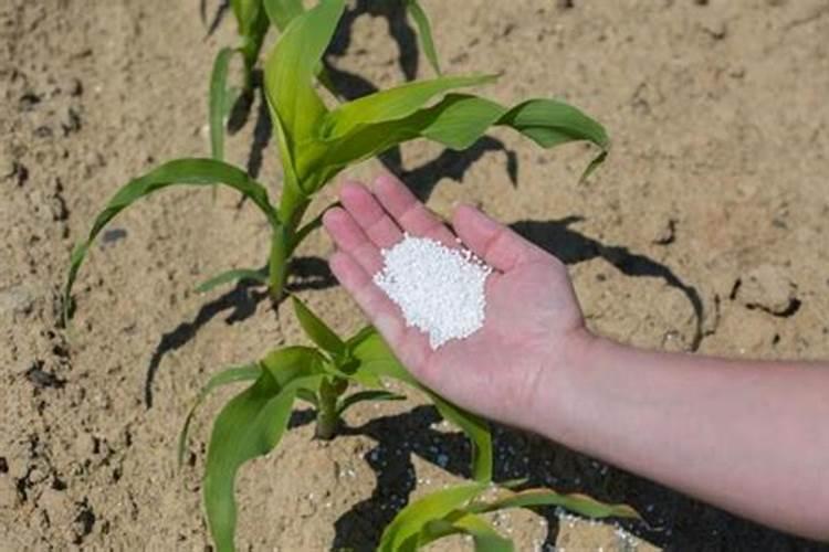 一斤尿素浇多少水才不烧根