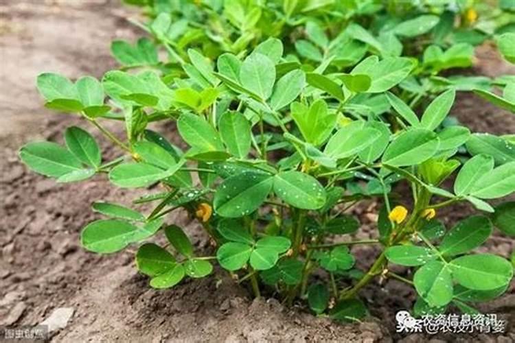 花生用什么叶面肥好 附种植方法