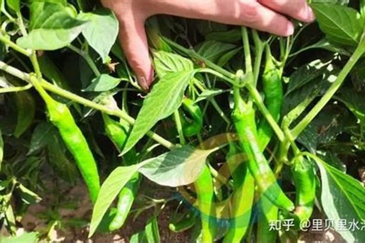 东莞植物园有什么好玩的地方