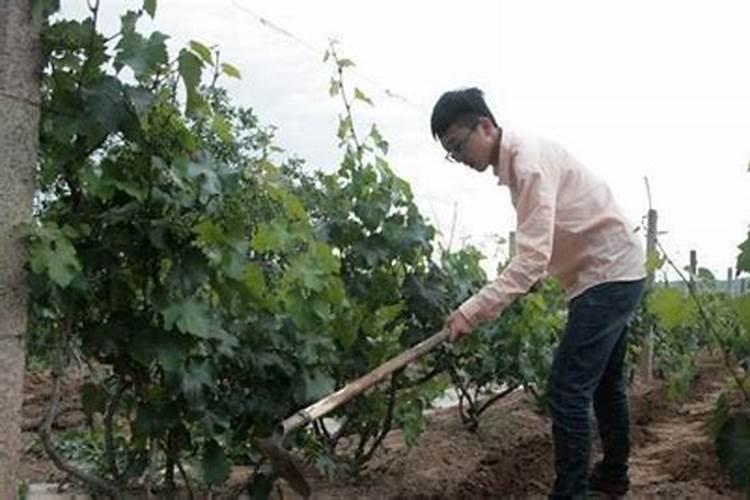 葡萄成熟期追多少肥