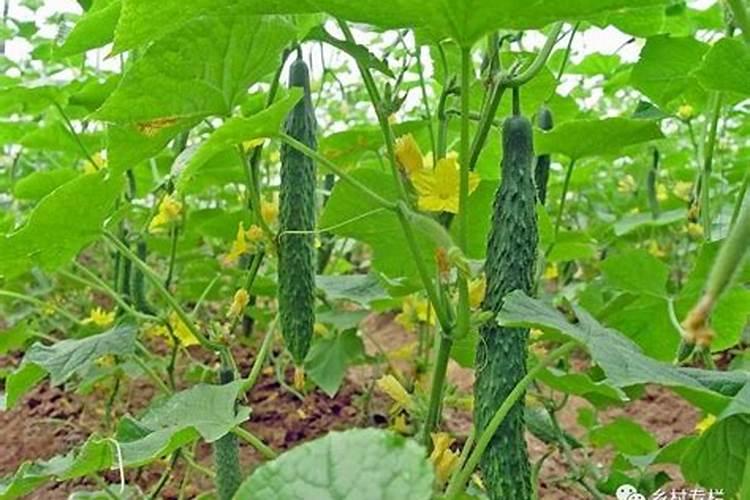 老师们看看长豆角和小黄瓜是怎么