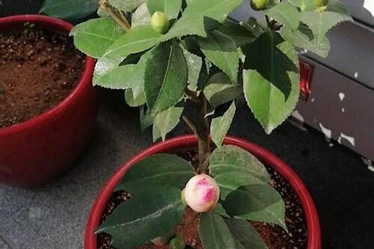 东北茶花如何换土