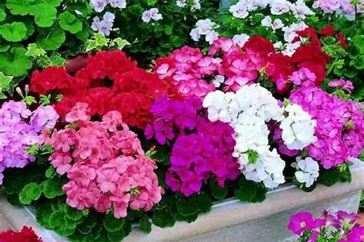 养花用什么肥开花最旺