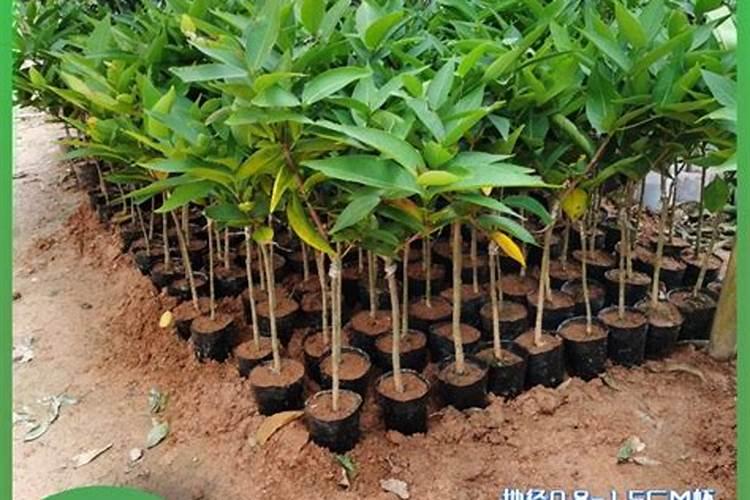 莲雾树木修剪到什么程度才控梢最好？