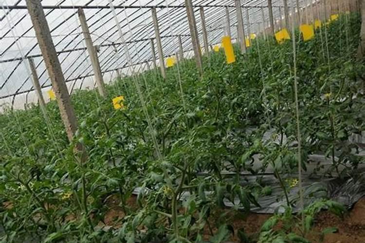 桂花施肥的最佳时间