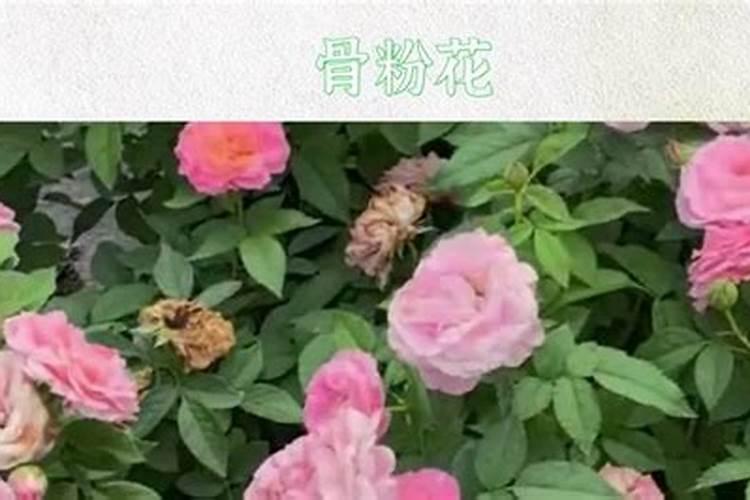 磷酸二氢钾什么时候用~~~