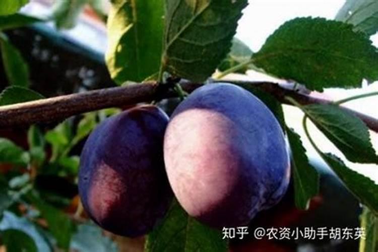 种西梅施什么肥