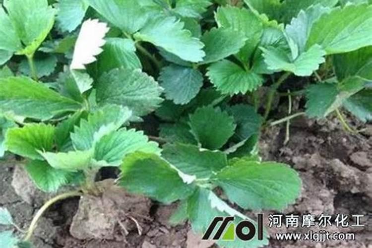 毛杜鹃如何栽种