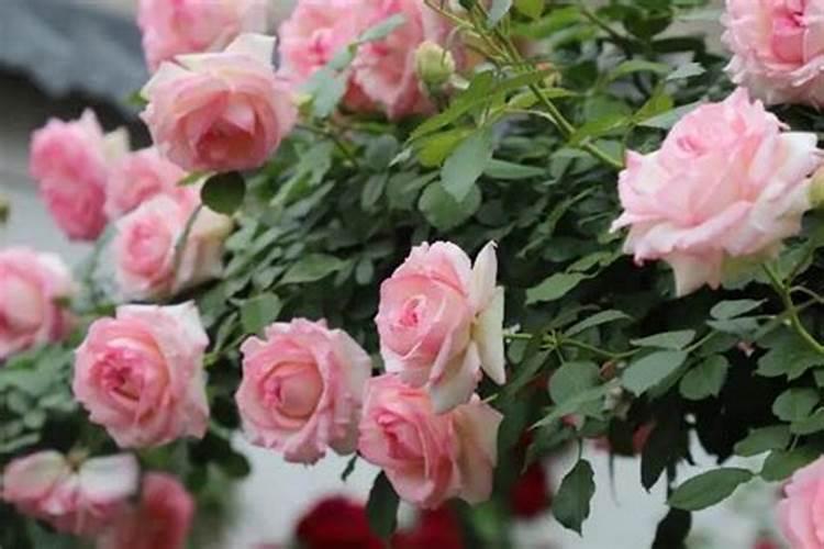 龙沙宝石怎么养长的好